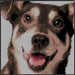 Use Detailed Photos of Pets