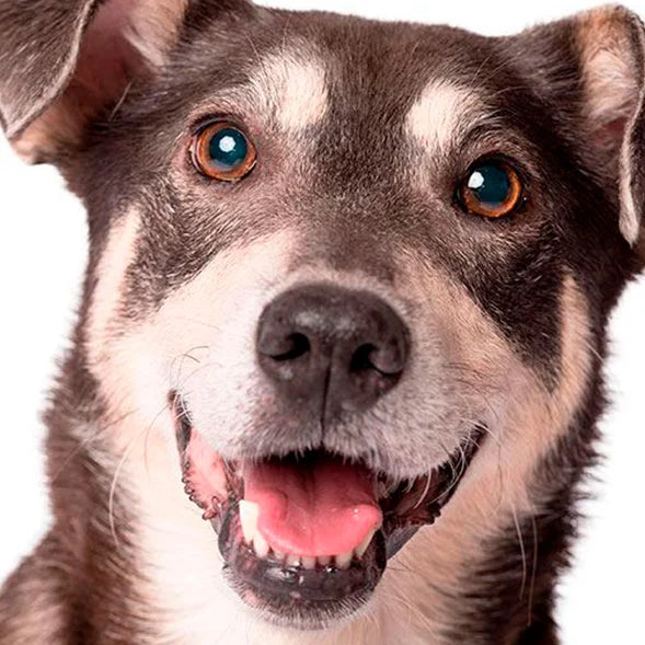 Use Detailed Photos of Pets