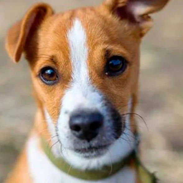 Use Detailed Photos of Pets